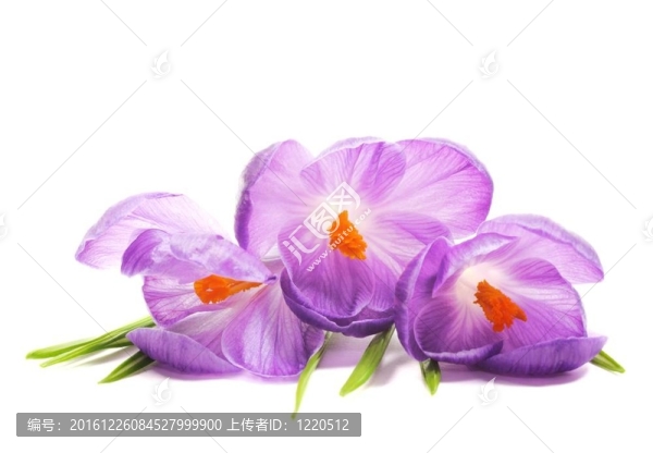 春天的鮮花