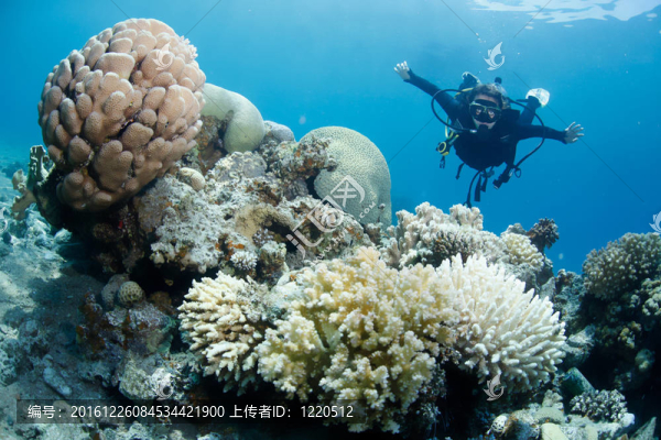 潛水員和珊瑚礁
