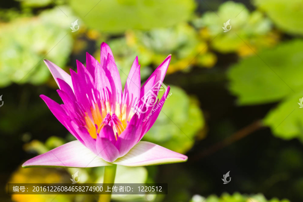 盛開的蓮花
