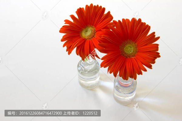 Gerber橙色的花在綠色的莖