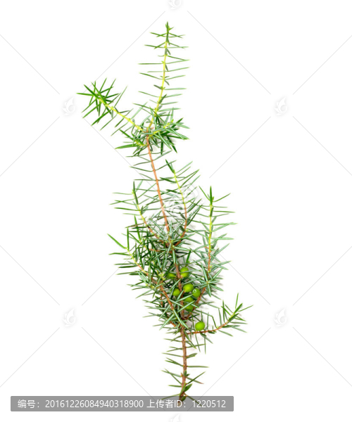 白色背景下的圣誕綠色框架
