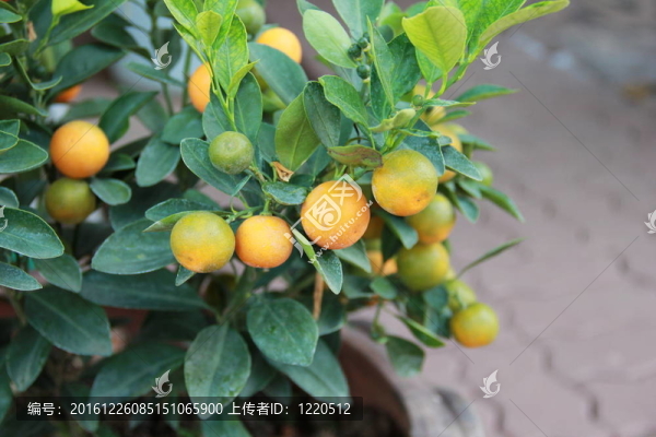 橘子樹(shù)