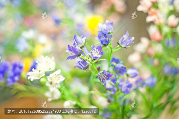 塑料花；野菊花