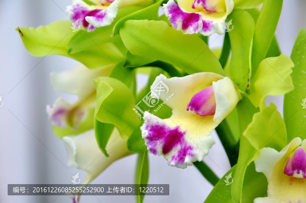 白蘭花