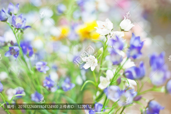 塑料花；野菊花