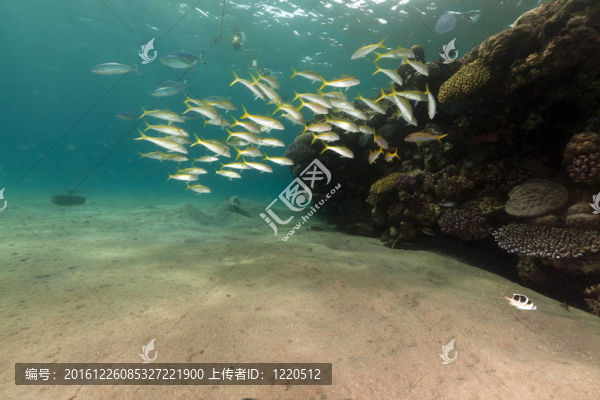 在紅海黃鰭鰹和珊瑚。