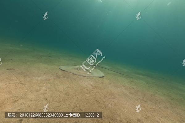 darkspotted魟（豹紋魟）在紅海。