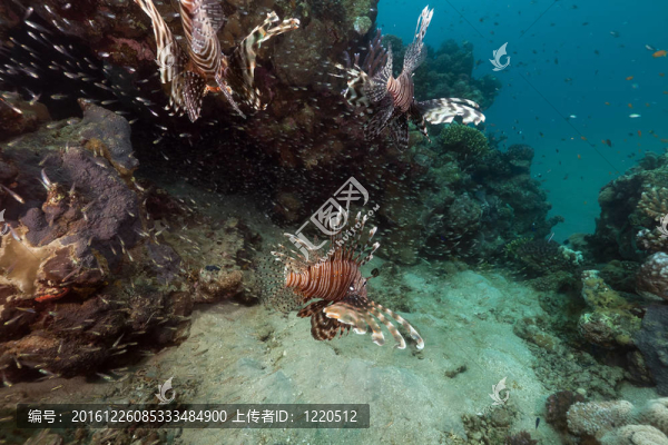 獅子魚（Pterois英里）在紅海的狩獵。