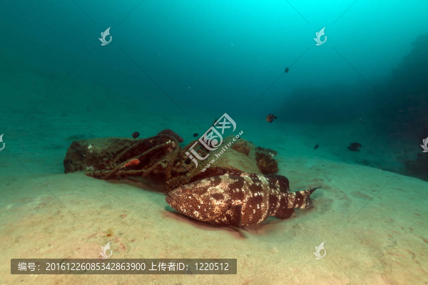 石斑魚(yú)（石斑）在紅海。