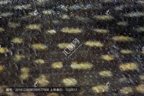 皮膚白斑狗魚