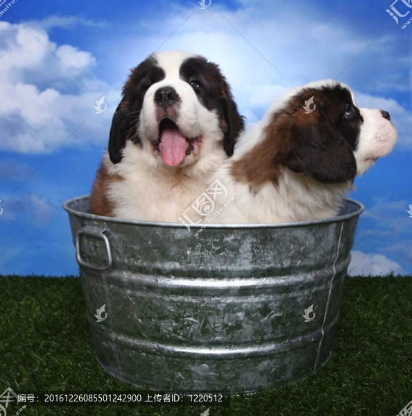 可愛的Saint,Bernard,Pups
