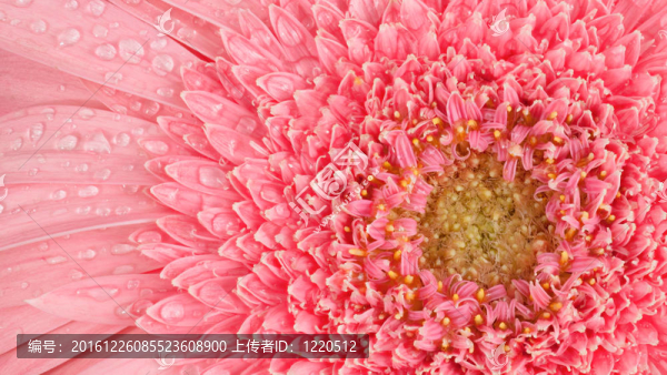 粉色非洲菊花滴