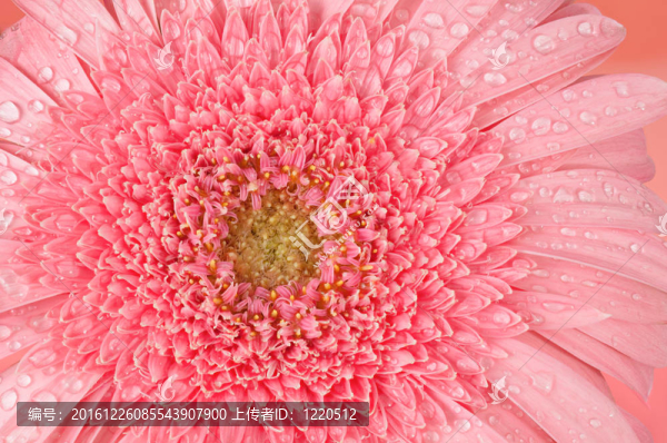 粉色非洲菊花滴