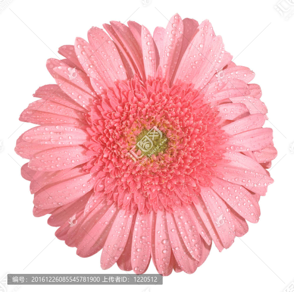 粉色非洲菊花卉隔離