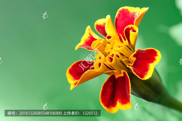 紅色的萬(wàn)壽菊萬(wàn)壽菊