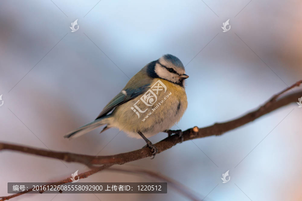 藍山雀特寫
