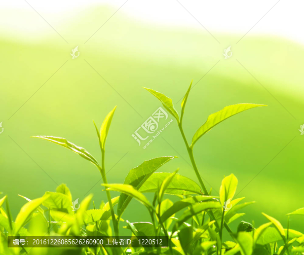 茶葉