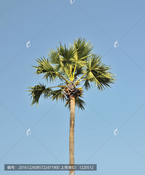 藍天糖掌