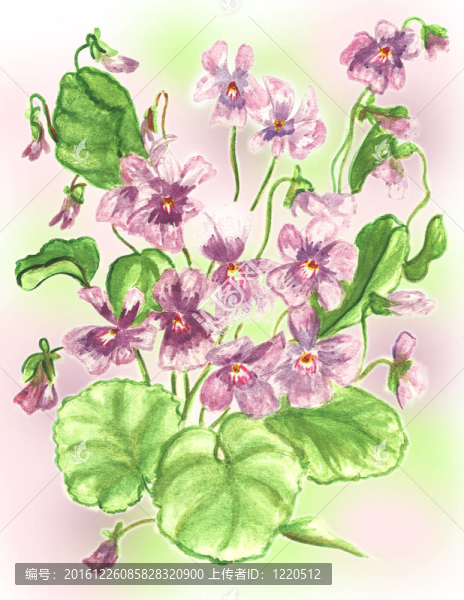 紫羅蘭花水彩顏料