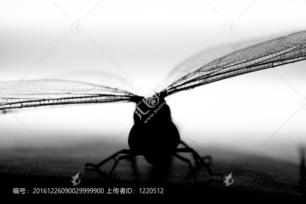 黑蜻蜓反白霸