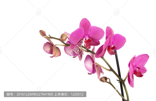 蘭花
