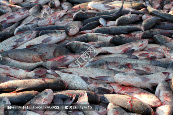 冬捕,捕魚,TIF格式