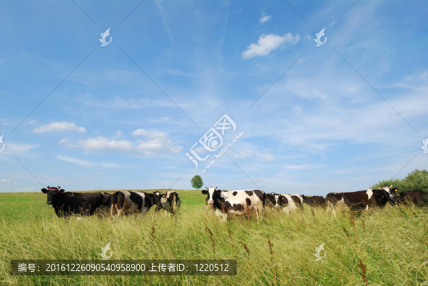 奶牛夏季景觀