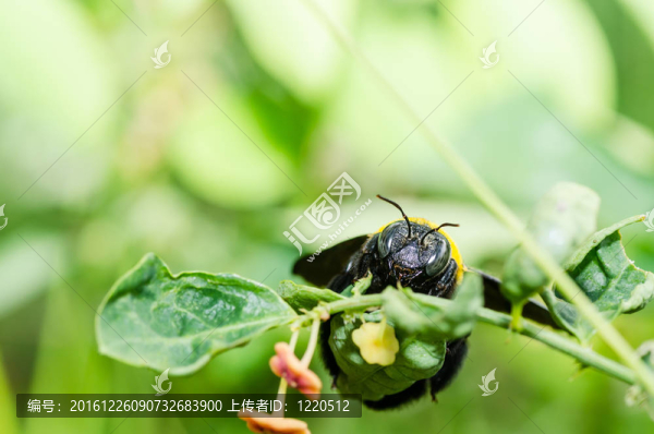 木匠蜂宏的性質(zhì)