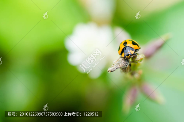 瓢蟲宏在綠色大自然