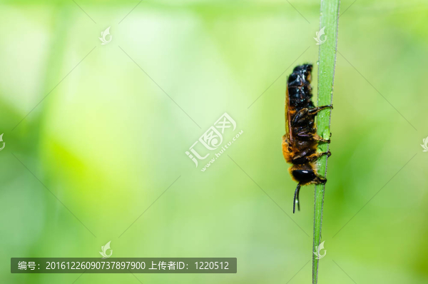 剪葉蜂