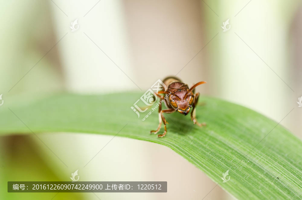 綠色或花園中的黃蜂宏