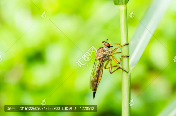 食蟲虻宏在綠色大自然