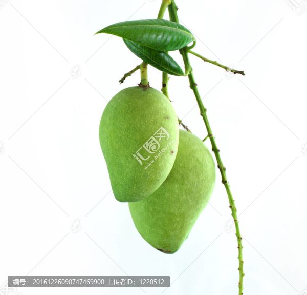 白底綠芒果