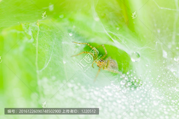 蜘蛛宏與網(wǎng)頁水滴自然