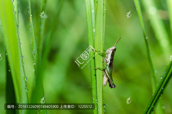 綠色蚱蜢