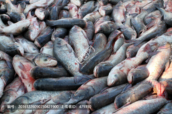冬捕,捕魚