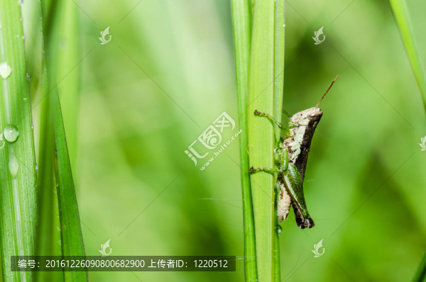 綠色蚱蜢
