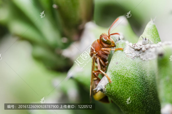 黃蜂和仙人掌的宏觀性質(zhì)在綠色或花園