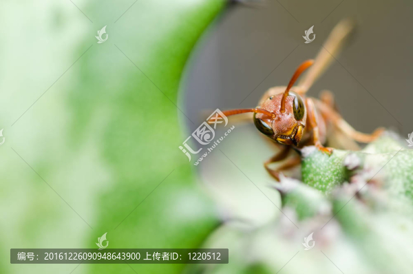 黃蜂和仙人掌的宏觀性質(zhì)在綠色或花園