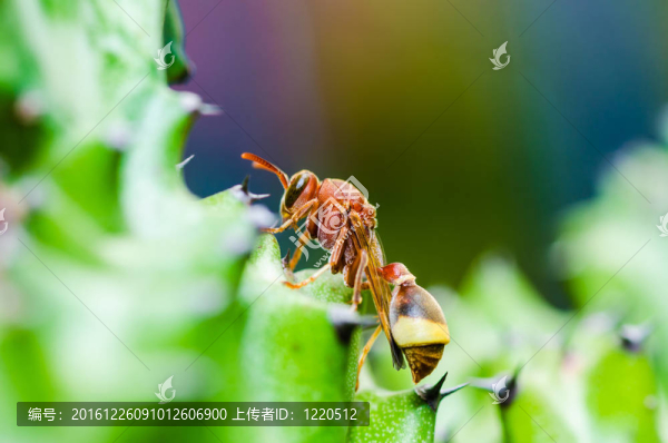 黃蜂和仙人掌的宏觀性質(zhì)在綠色或花園