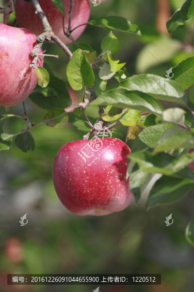 蘋(píng)果樹(shù)上的紅蘋(píng)果