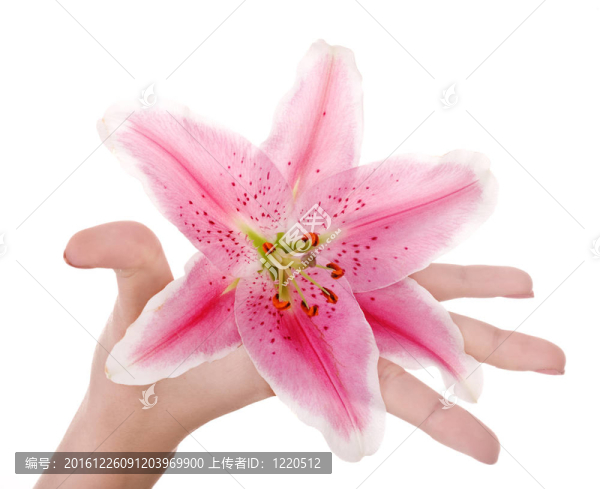花在女人手中。