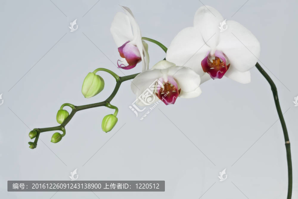 白蘭花