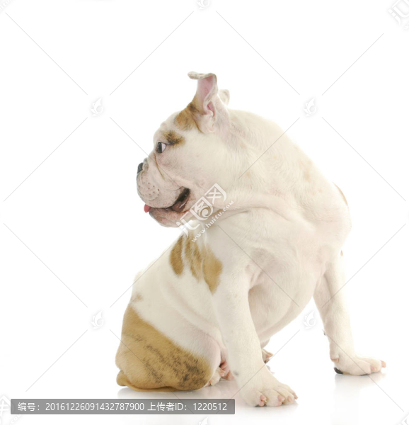 狗看