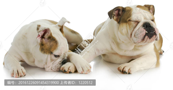 動物行為