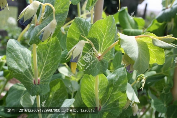 金香豌豆