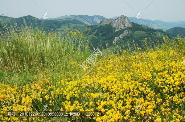 黃花景觀