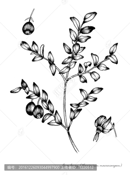 蔓越莓