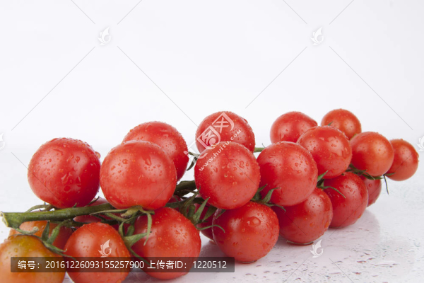 鮮櫻桃番茄枝