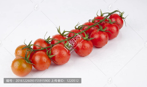 鮮櫻桃番茄枝